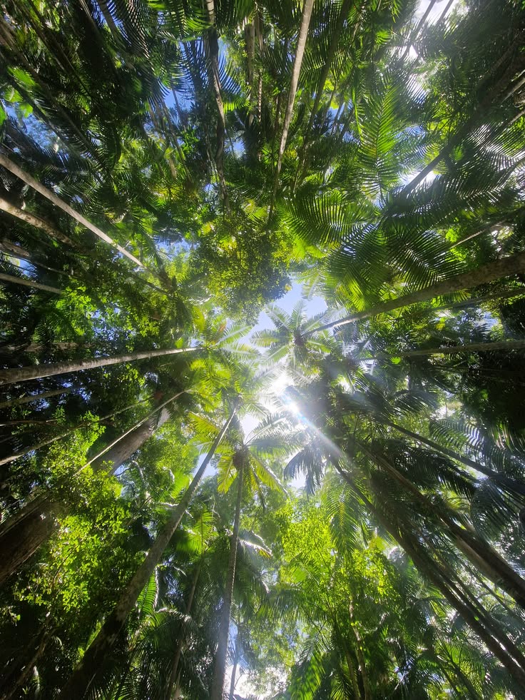 Sunlight filtering through a mixed native woodland canopy